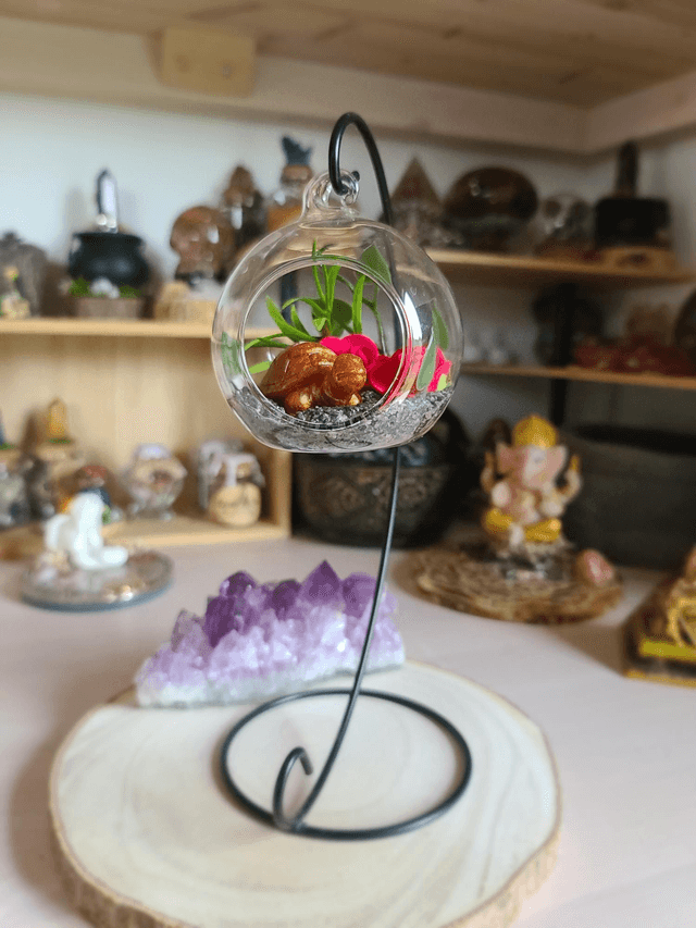 Oasis de sagesse 🐢✨️ 