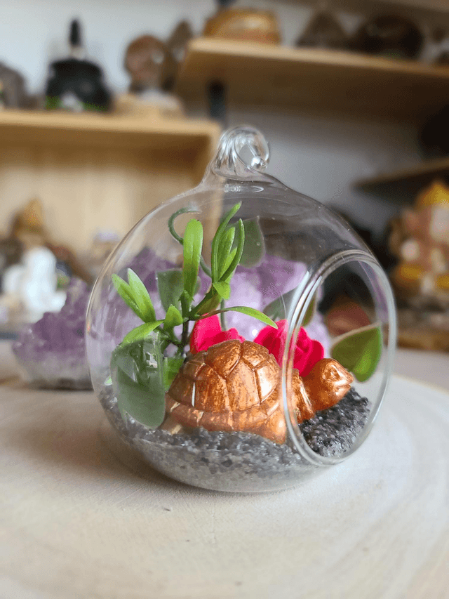 Oasis de sagesse 🐢✨️ 